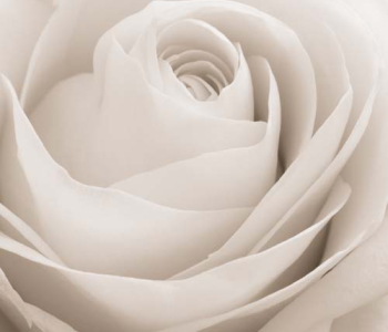 Цветы и растения - 121 | Wall-Style