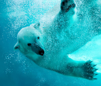 Животные - 22 | Wall-Style