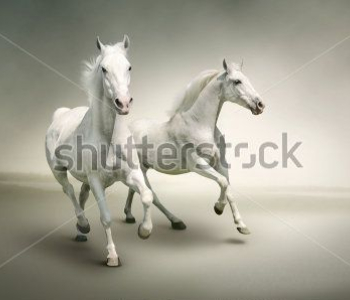 Животные - 63 | Wall-Style