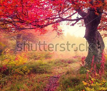 Природа - 786 | Wall-Style