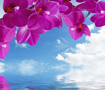 Цветы и растения - 148 | Wall-Style