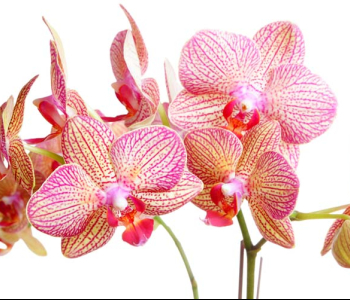 Цветы и растения - 80 | Wall-Style