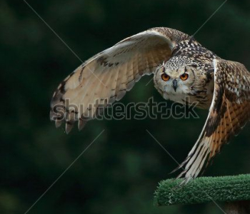 Животные - 70 | Wall-Style