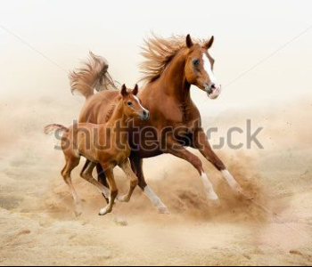 Животные - 49 | Wall-Style