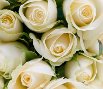 Цветы и растения - 177 | Wall-Style