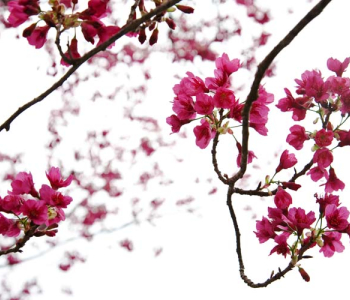 Цветы и растения - 15 | Wall-Style