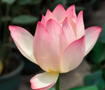 Цветы и растения - 91 | Wall-Style