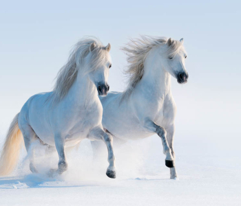 Животные - 23 | Wall-Style