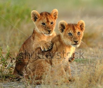 Животные - 60 | Wall-Style