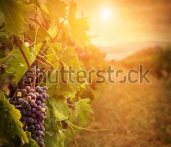 Еда и напитки - 84 | Wall-Style