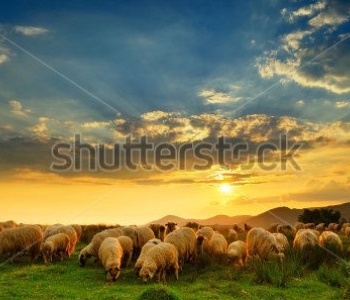 Животные - 456 | Wall-Style