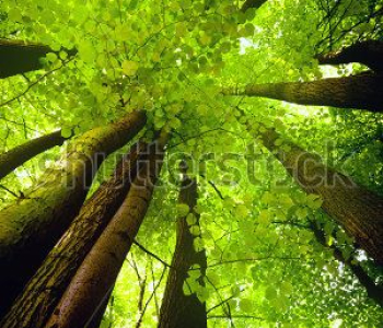 Природа - 178 | Wall-Style