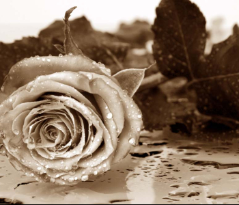 Цветы и растения - 111 | Wall-Style