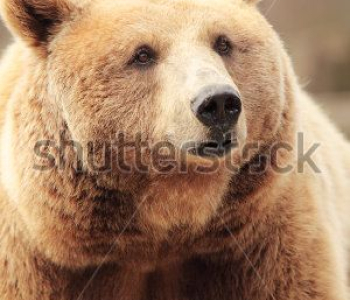 Животные - 61 | Wall-Style