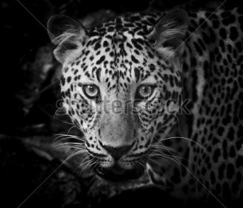 Животные - 57 | Wall-Style