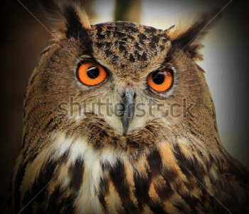 Животные - 101 | Wall-Style