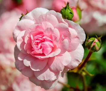 Цветы и растения - 171 | Wall-Style