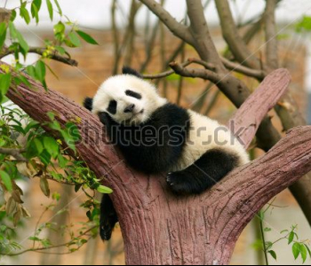 Животные - 58 | Wall-Style