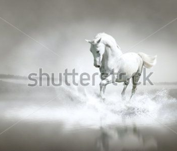 Животные - 61 | Wall-Style