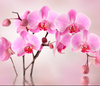 Цветы и растения - 146 | Wall-Style