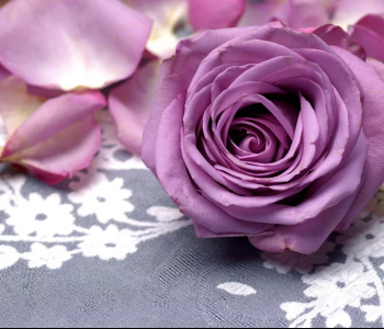 Цветы и растения - 54 | Wall-Style