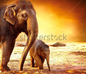 Животные - 84 | Wall-Style