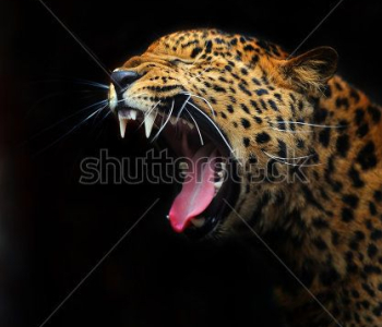 Животные - 21 | Wall-Style