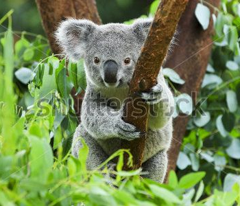 Животные - 20 | Wall-Style