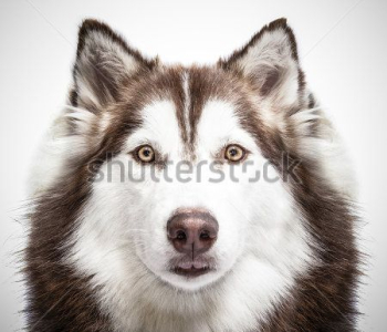 Животные - 18 | Wall-Style