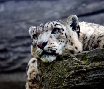 Животные - 12 | Wall-Style