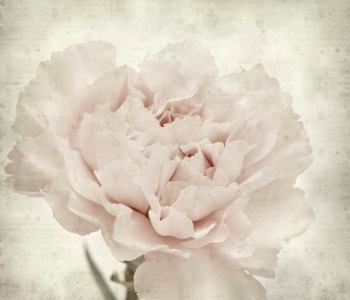 Цветы и растения - 82 | Wall-Style