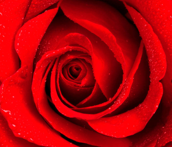 Цветы и растения - 223 | Wall-Style