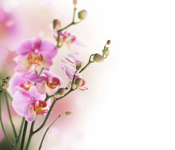 Цветы и растения - 74 | Wall-Style