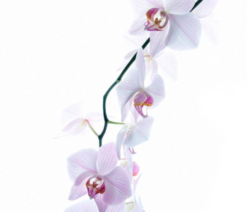 Цветы и растения - 17 | Wall-Style