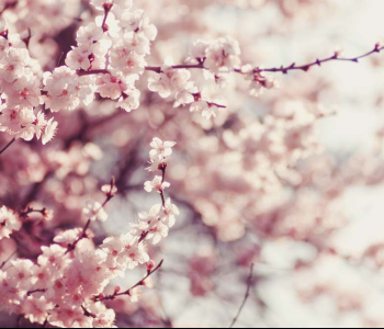 Цветы и растения - 43 | Wall-Style