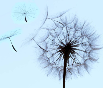 Цветы и растения - 72 | Wall-Style