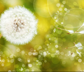 Цветы и растения - 65 | Wall-Style