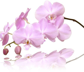 Цветы и растения - 94 | Wall-Style