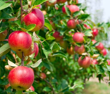 Еда и напитки - 43 | Wall-Style