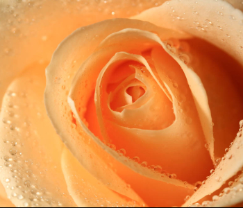 Цветы и растения - 152 | Wall-Style