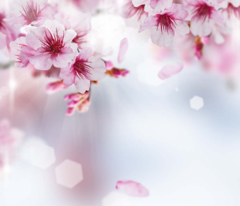 Цветы и растения - 52 | Wall-Style