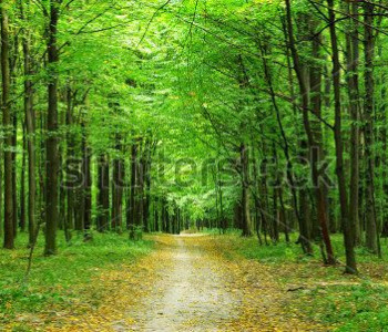 Природа - 164 | Wall-Style