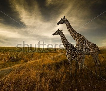 Животные - 413 | Wall-Style