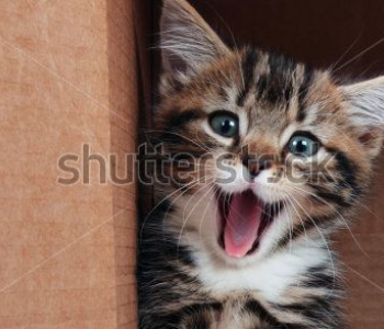 Животные - 36 | Wall-Style