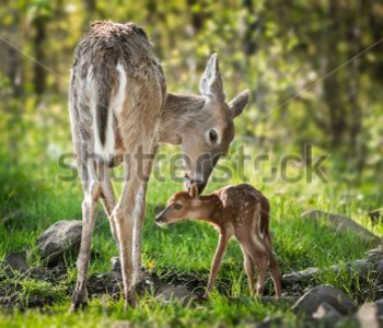 Животные - 292 | Wall-Style