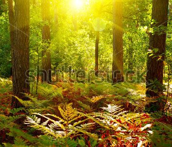 Природа - 173 | Wall-Style