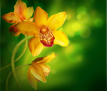 Цветы и растения - 213 | Wall-Style