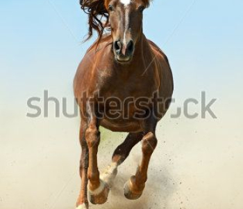 Животные - 85 | Wall-Style