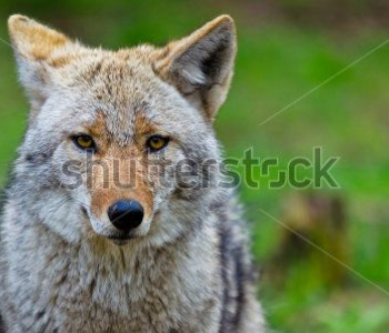 Животные - 30 | Wall-Style