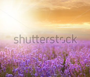 Природа - 41 | Wall-Style